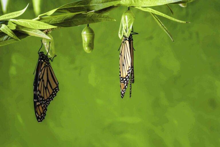 Ein Bild von zwei orangenen Schmetterlingen, welche aus ihrem grünen Kakoon schlüpfen. Die ist ein Symbol für Transformation.