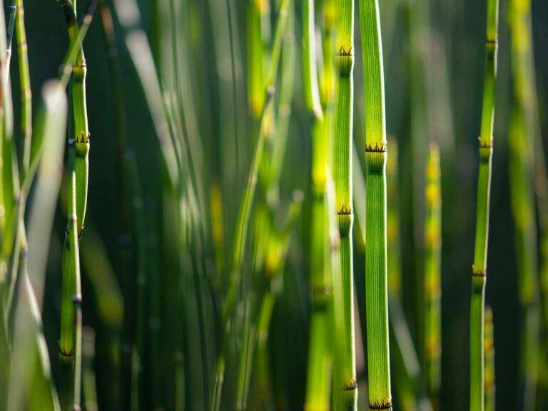 Das Bild zeigt grünen Bambus. Er symbolisiert Kontinuität, Effizienz und Schnelligkeit.