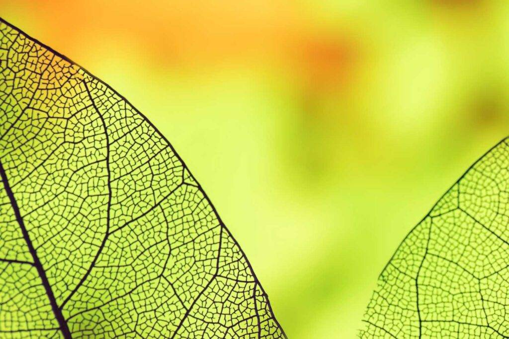 Das Bild zeigt das Skelett von zwei Blättern. Der Hintergrund ist grün mit einem Hauch von Orange. Das Bild symbolisiert die vielen Teile eines Ganzen.