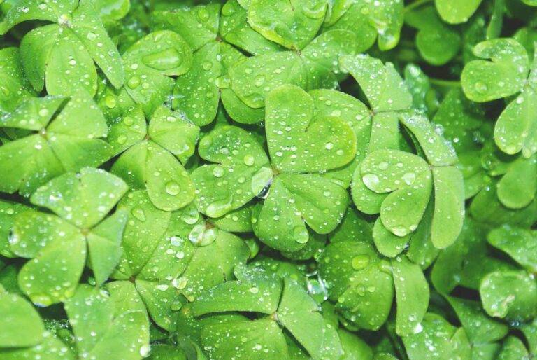 Auf dem Bild sieht man viele grüne Kleeblätter. Auf den Blättern liegen viele kleine Wassertropfen.
