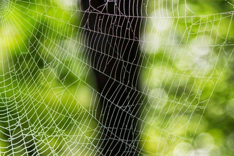 Das Bild zeigt ein Spinnennetz von Nahem. Man erkennt die einzelnen Spinnenfäden sehr gut, einige Fäden sind durchtrennt. Es symbolisiert Qualität und Detailarbeit.